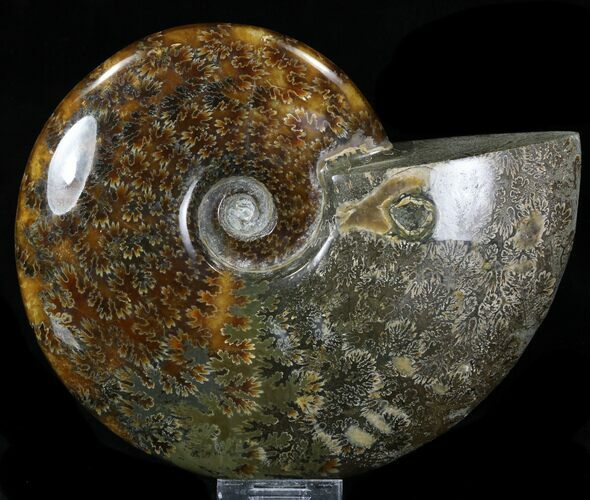 Cleoniceras Ammonite Fossil - Madagascar #32535